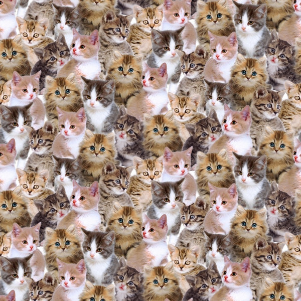 Canvas "Katzen"